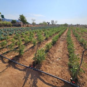 WhatsApp Image 2025-01-27 at 08.29.16